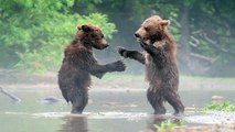 CUTE! Baby Brother Bears Happily Greet Each Other In The Wild