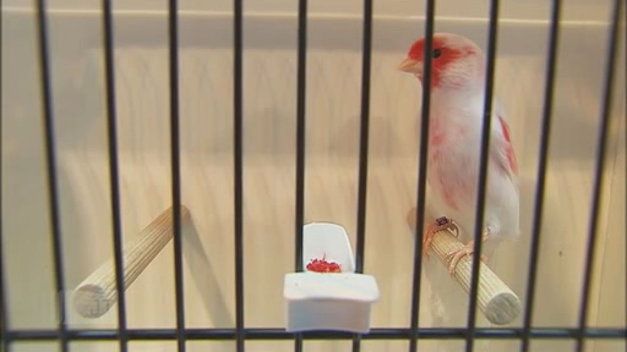 Concours de beauté pour canaris en province de Liège