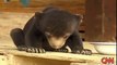 Bear Cub Struggles To Stay Awake, With Surprising Results