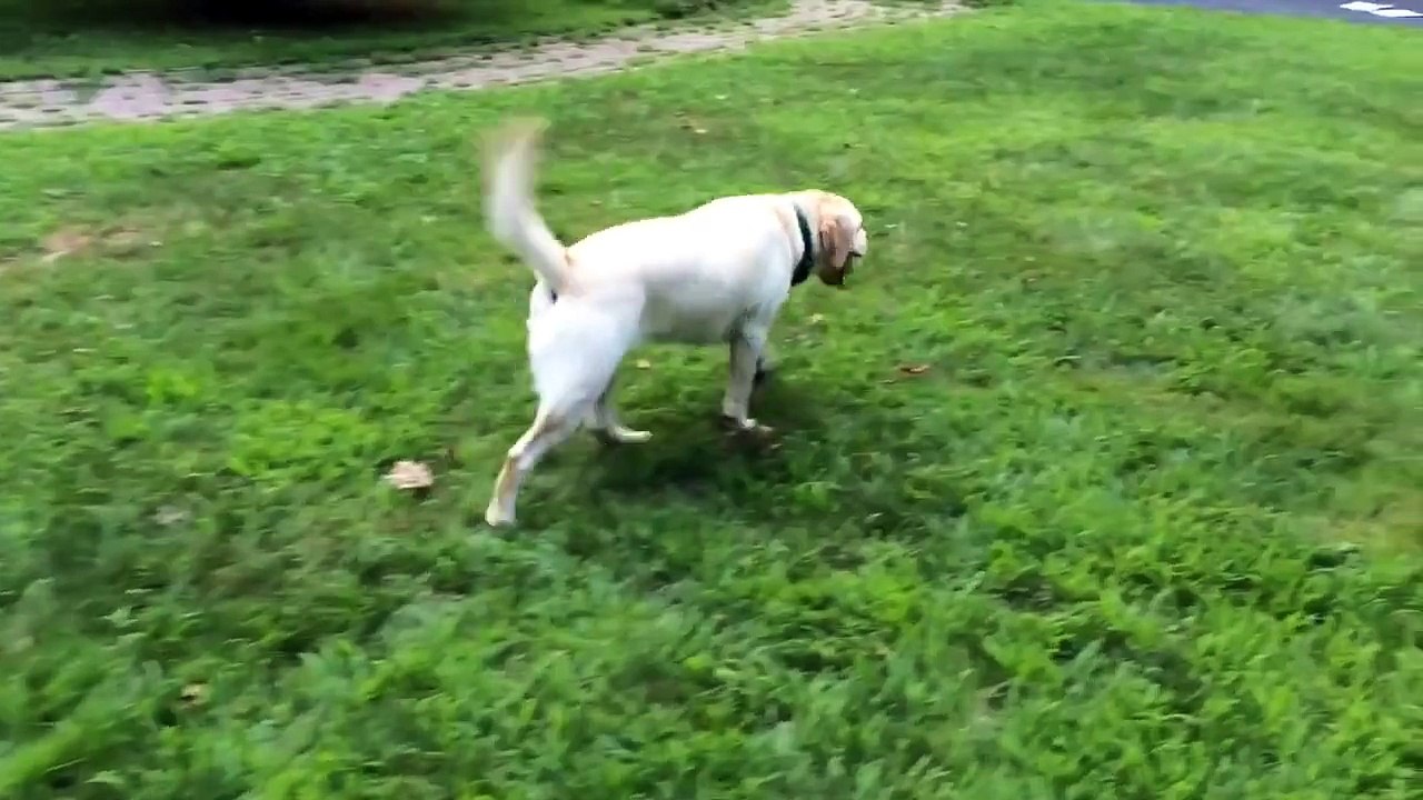 Stella's Dog Brakes