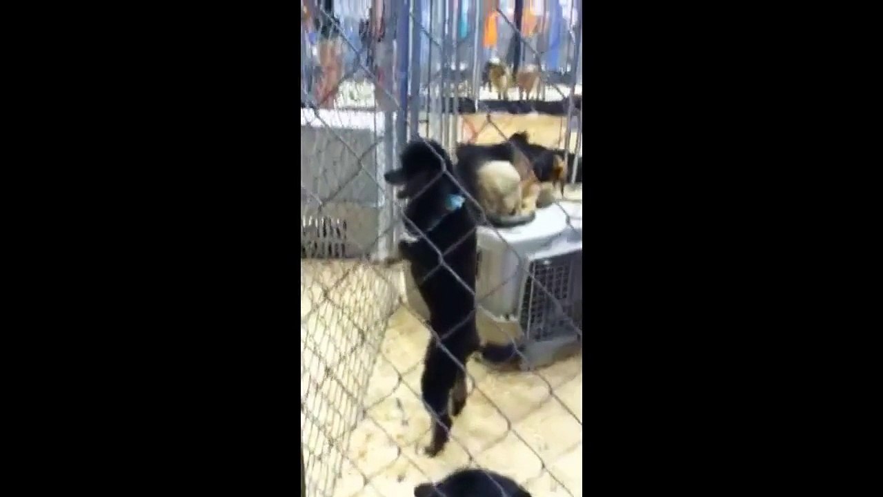 BEST OF DANCING ANIMALS ★ The Best Funny Animal videos __ You LAUGH