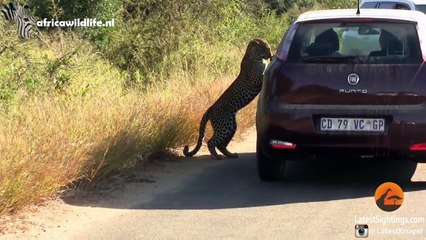 Cute, Funny and Heart-Warming Wild Animals _ Compilation Video(1)