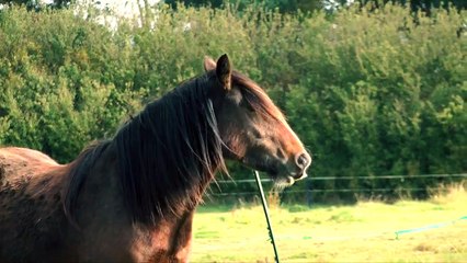Colin Furze recrée le grappin et la lame d'Assassin's Creed
