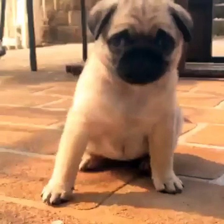 What a Ferocious Beast