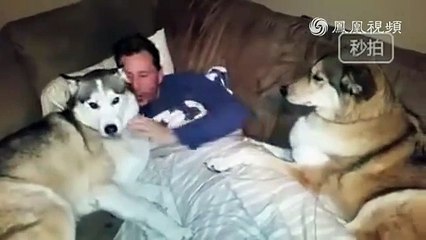 Sahibi Başkasını Severken Kıskanan Köpek