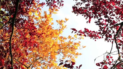 DIY Lemon Sugar Hand Scrub - cutepolish