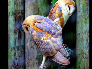 ♥ La Chouette (Aigle De La Nuit) ♥ Le Hibou (Gardien De La Nuit Et De La Lune) ♥