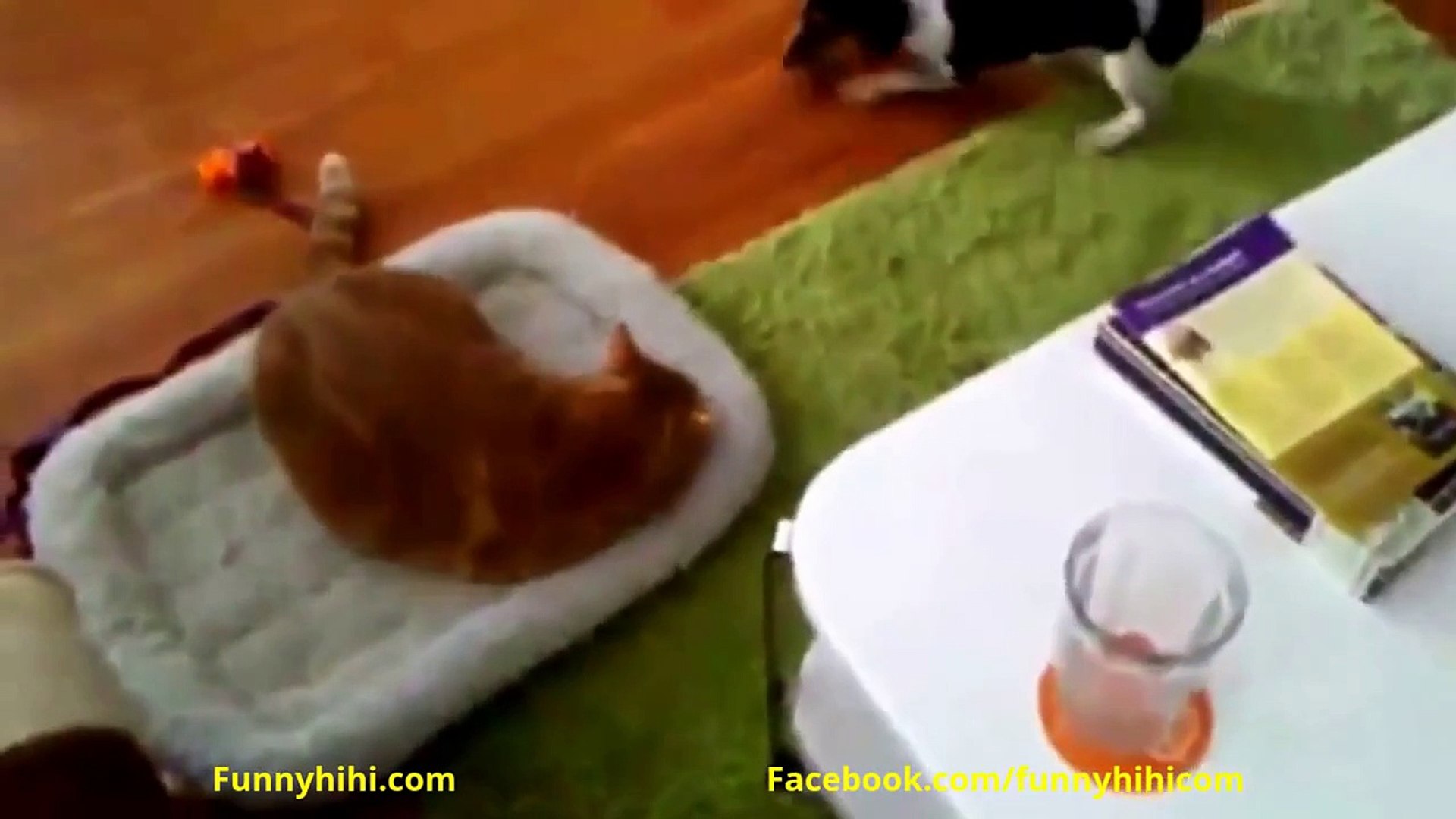 FUNNY CAT VIDEOS - Funny Cats Funny Dog Best Funny Cat Compilation 2015