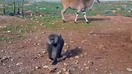 Un singe pisse sur une voiture