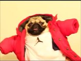 Hilarious Drake's Hip Hop dog! Call me on my cellphone parody