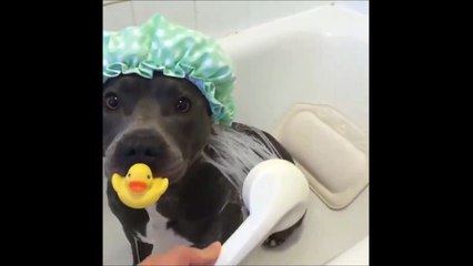 Download Video: C'est l'heure du bain pour ce chien trop mignon et son petit canard