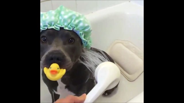 C'est l'heure du bain pour ce chien trop mignon et son petit canard
