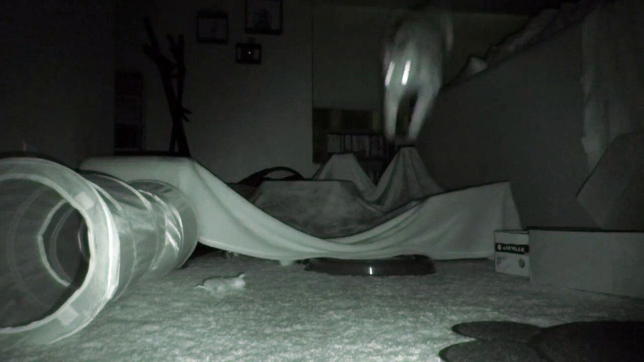 Nos chats sont fous une fois la nuit tombée