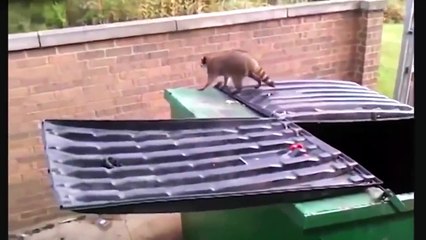 Funny Animal Jump Fails Compilation 2015