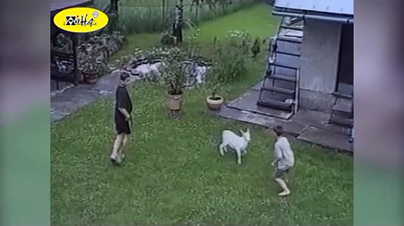 Funny Animal Videos _ Funny Animals Compilation_ Best of Goats 2012