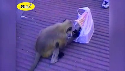 Funny Animal Videos _ Funny Animals FAIL Compilation _ Best of June 2012(1)