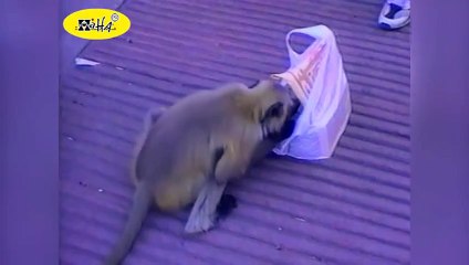 Funny Animal Videos _ Funny Animals FAIL Compilation _ Best of June 2012