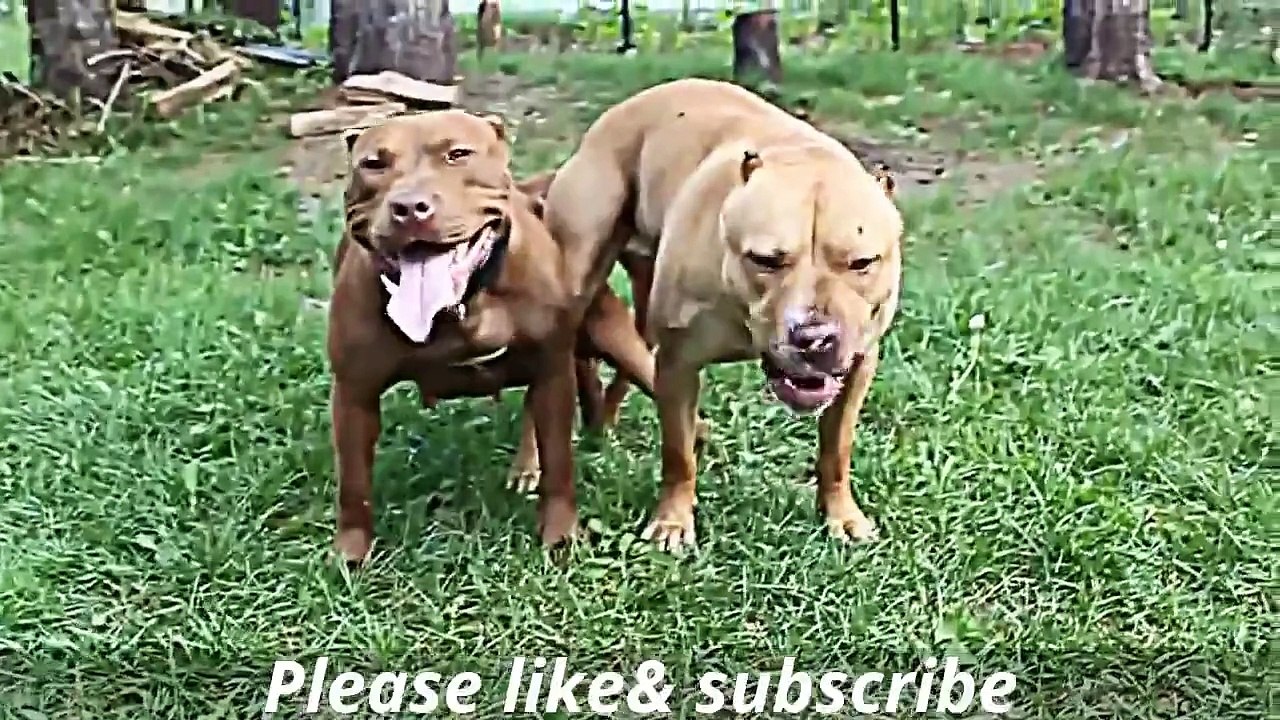 Funny Animals Videos - Funny Animal Mating, Dog Mating, Funny Dog ...