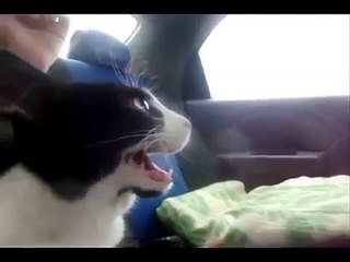 Cat's Funny Reaction to VTEC 🚗
