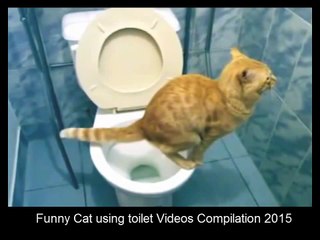 Funny Cat using toilet Videos Compilation 2015 - Funny Animals Video