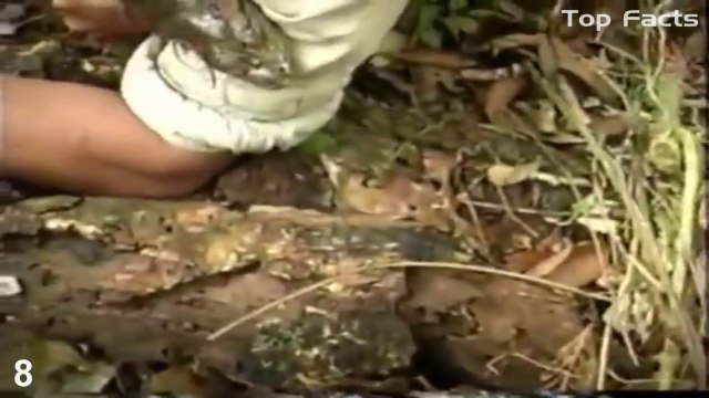 Это шок! Гиганские анаконды атакуют людей! Giant Anaconda attacks Human Real