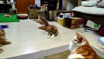 Funny Cats _ Cute Cat _ Funny Animals Video _ Animal Funny Videos Compilation 2015