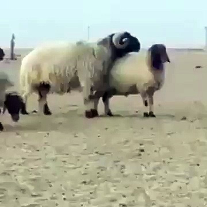 ياخذ عزم هههههههههه