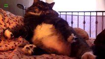 Funny Cats in Weird Sleeping Positions! - Funny Kitty Cats, Funny Cat Videos 2015 , Funny Animals