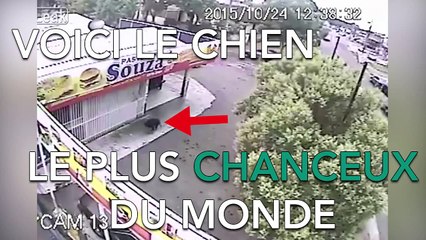 Ce chien échappe à la mort