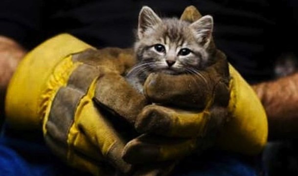 Пожарные спасли котенка! Вот они настоящие люди / Мир не без добрых людей