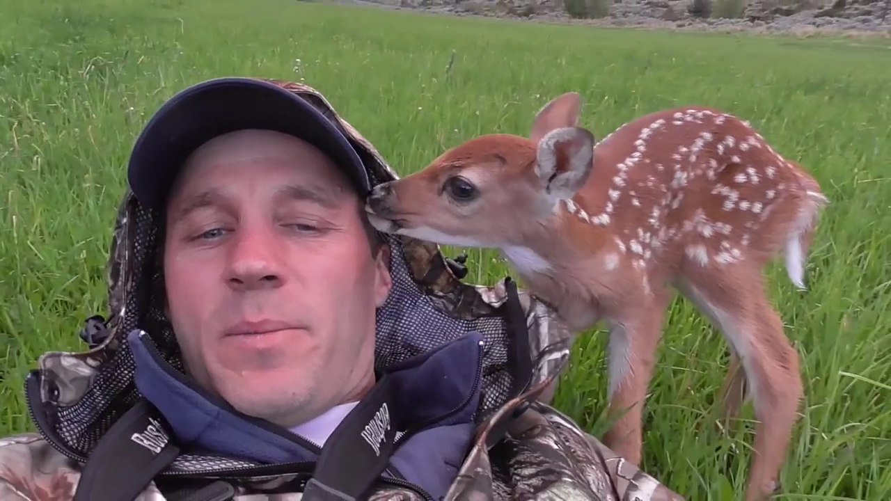 Un jeune faon recueilli puis relaché