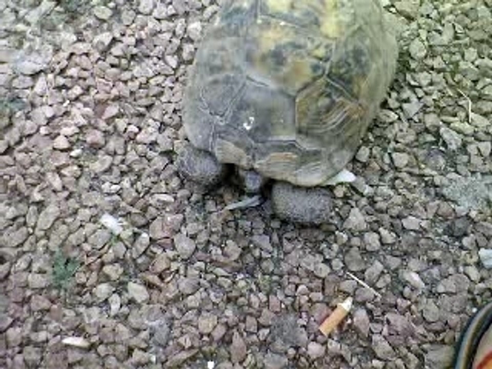 Delphine ma tortue