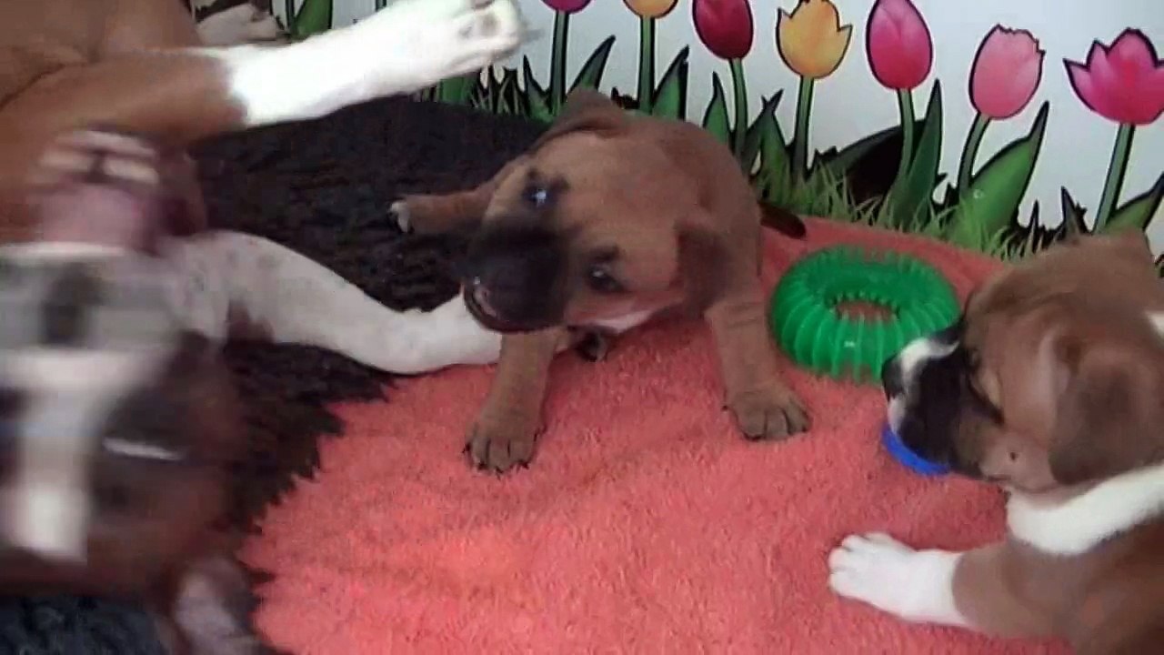 61ème  vidéo  Chiot n°3 Femelle de STAFFORDLAND