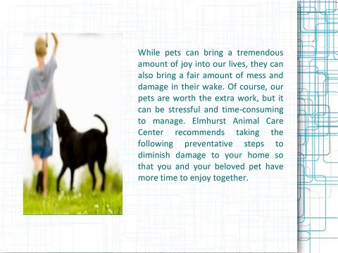 Elmhurst Animal Care Center - Helps Pets in Finding Their Forever Homes