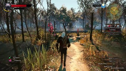 Les Dames de la forêt1