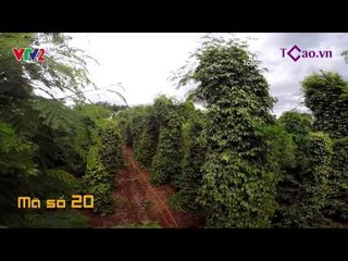 [SP 20] KÉO CẮT CÀNH TRỤ TIÊU TRÊN CAO - HOÀNG CÔNG HẢI | SKGP 2015