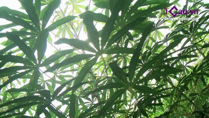 [SP 14] MÁY TÁCH VỎ VÀ NẠO SỢI CỦ SẮN - HÀ KIM | SKGP 2015