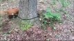 Dog Chases its Own Leash Round a Tree