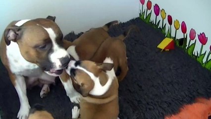 59ème  vidéo  Chiot n°1 Femelle de STAFFORDLAND