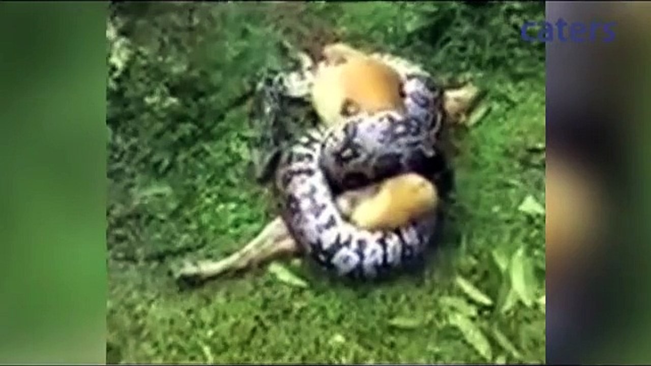 Miracle As Owner Saves Dog From Python's Clutches