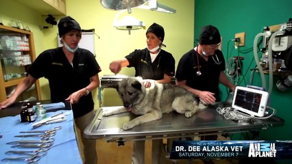 Dr. Dee: Alaska Vet | New Series Sat Nov 7 9/8c