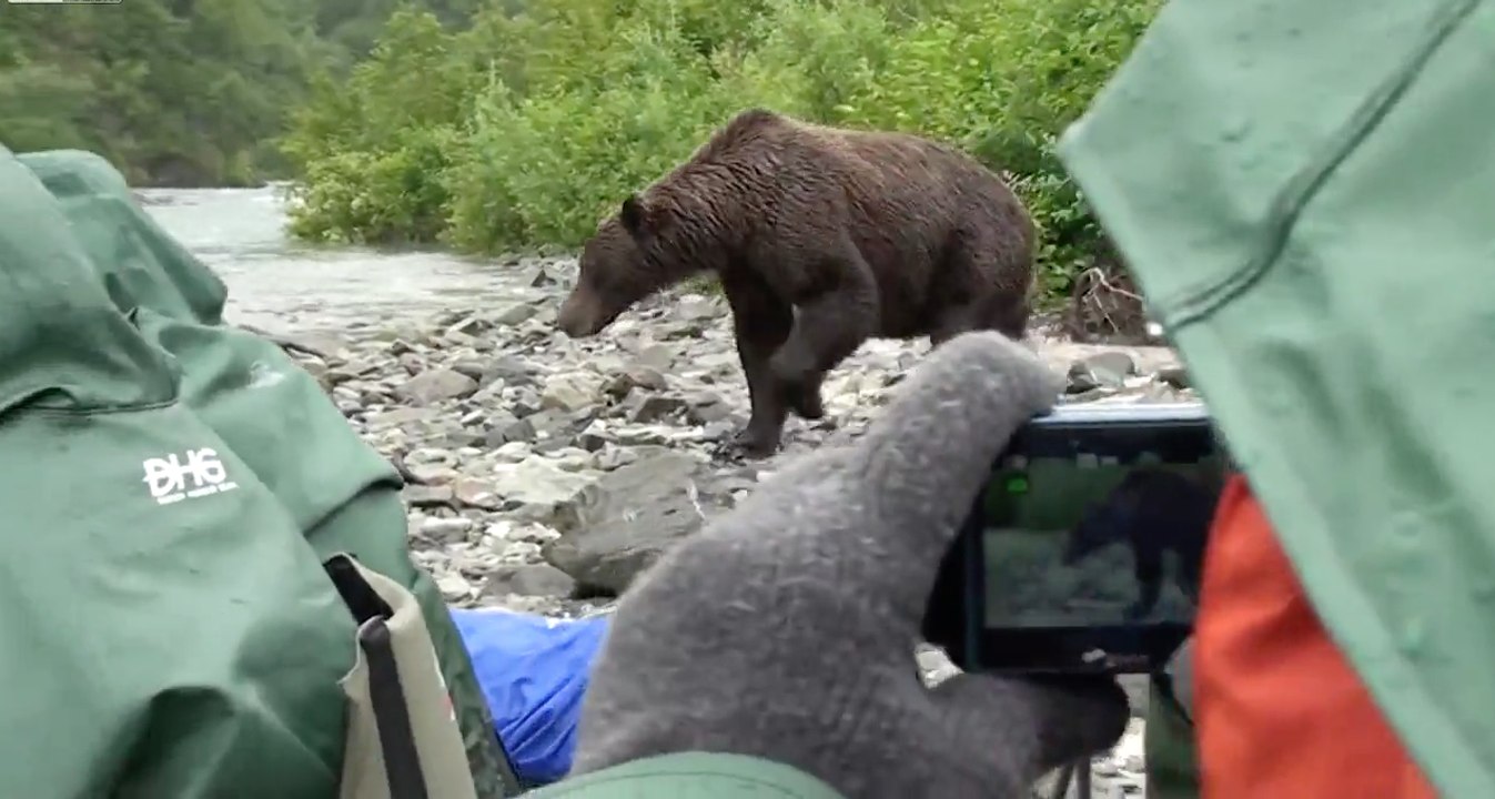 Chargés par un énorme grizzly, des touristes ne bougent pas !