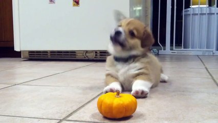 chiot vs citrouille