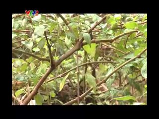 SỐNG KHỎE MỖI NGÀY: NÂNG TẦM GIÁ TRỊ THUỐC VIỆT (19/12/2014)