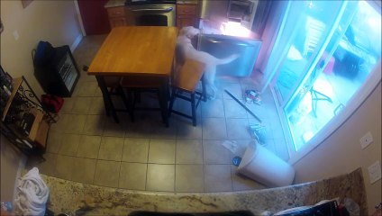 laissez son chien seul dans la maison WTF!!!!!