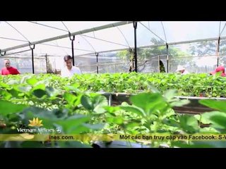 S VIỆT NAM: SALAD DÂU TÂY Ở ĐÀ LẠT