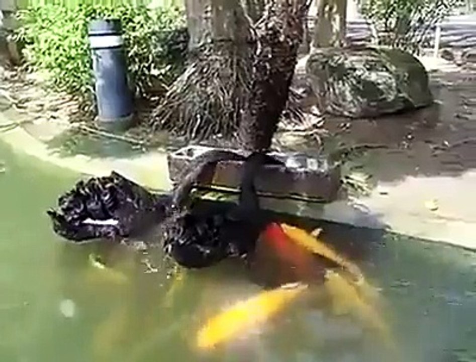 Duck feeding to fish