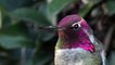 Incredible Hummingbird Changes Colors