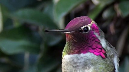 Incredible Hummingbird Changes Colors