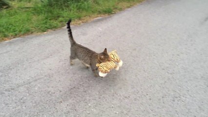 chat et tigre en peluche